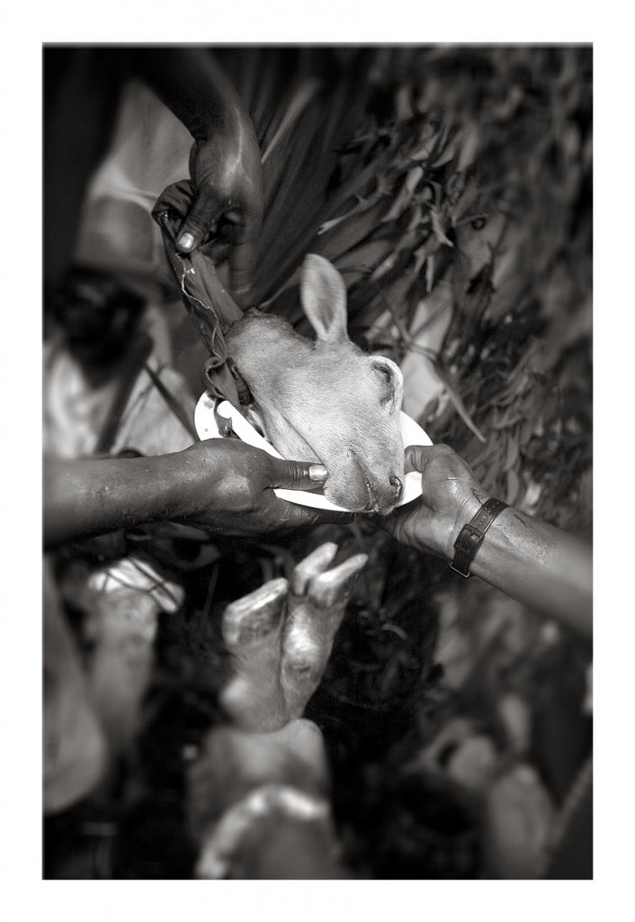 Ceremonia de la Religión Yoruba en la Ciudad de La Habana, Cuba / Serie "Orishas"